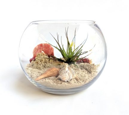 a terrarium featuring sand, an airplant, shells and preserved moss