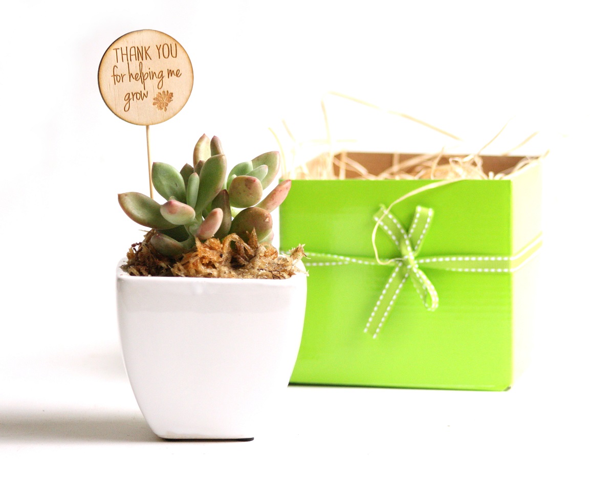 Succulent Teacher Gift – Thank you for helping me grow | Fleurieu Gifts
