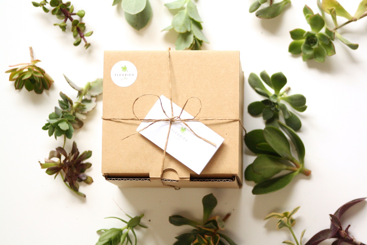 Succulent Cuttings Gift Box
