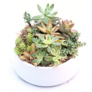Living Plant Gifts